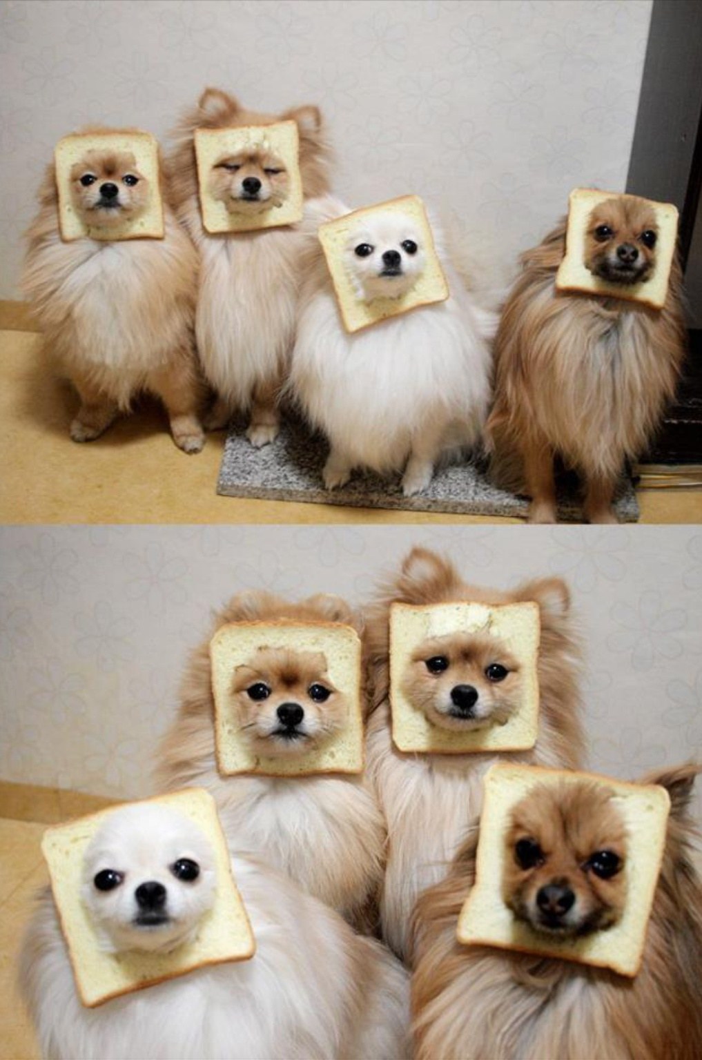 pomeranian bread squad