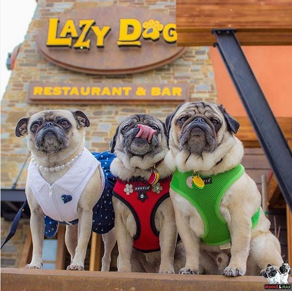 via Instagram/lazydogrestaurants