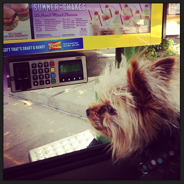 Top 6 Dog Friendly Restaurant Chains Across America The People Restaurants Sonic
