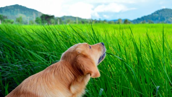 what do golden retrievers like to eat 9 surprisingly dangerous foods for dogs starting with popcorn rover what do golden retrievers like to eat 9 surprisingly dangerous foods for dogs starting with popcorn rover