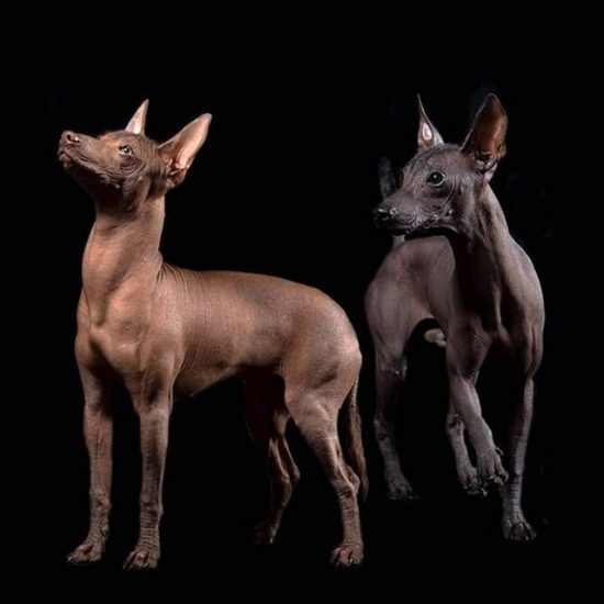 The Amazing Xoloitzcuintli Mexico's Ancient Breed
