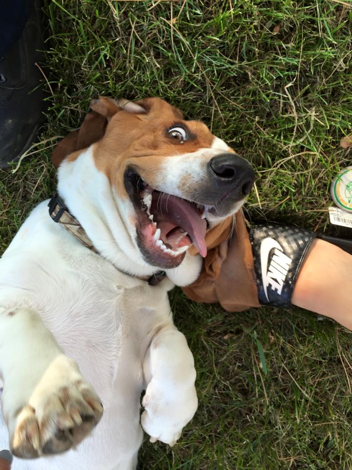 5 Surprisingly Awesome Apartment Dogs Rover Blog