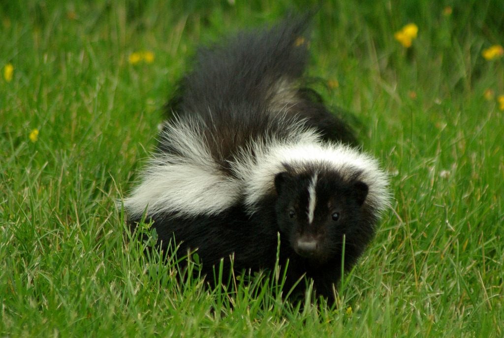 skunk in grass