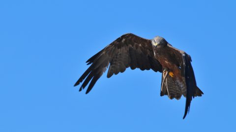 Falcon hunting