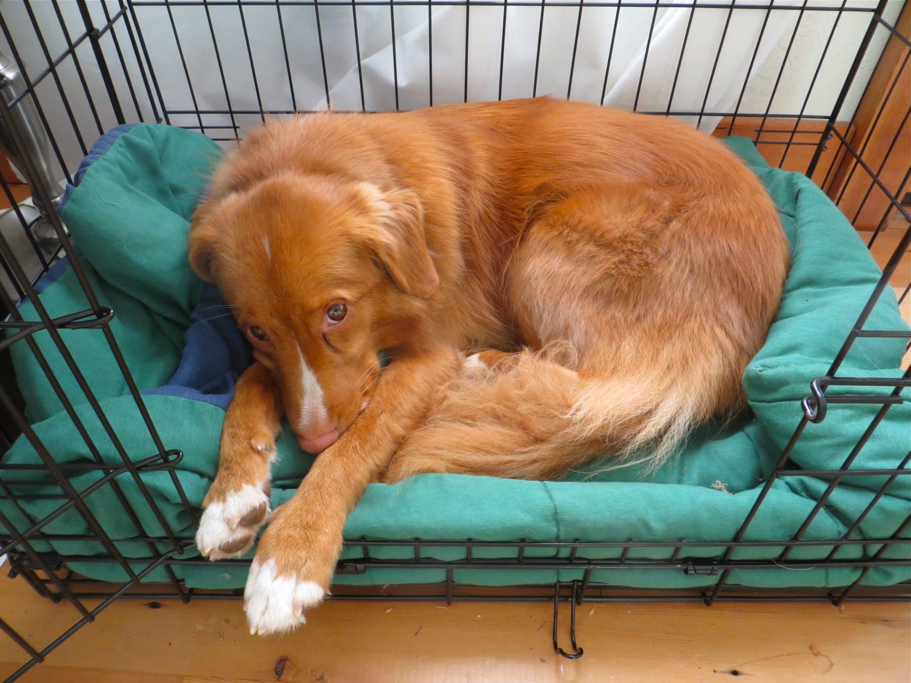How to Soothe Separation Anxiety in Dogs in 7 Steps | Toys For Dogs With Separation Anxiety
How to Soothe Separation Anxiety in Dogs in 7 Steps | Toys For Dogs With Separation Anxiety