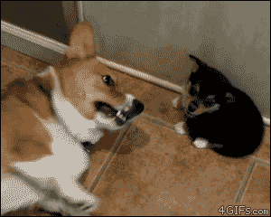 Giphy