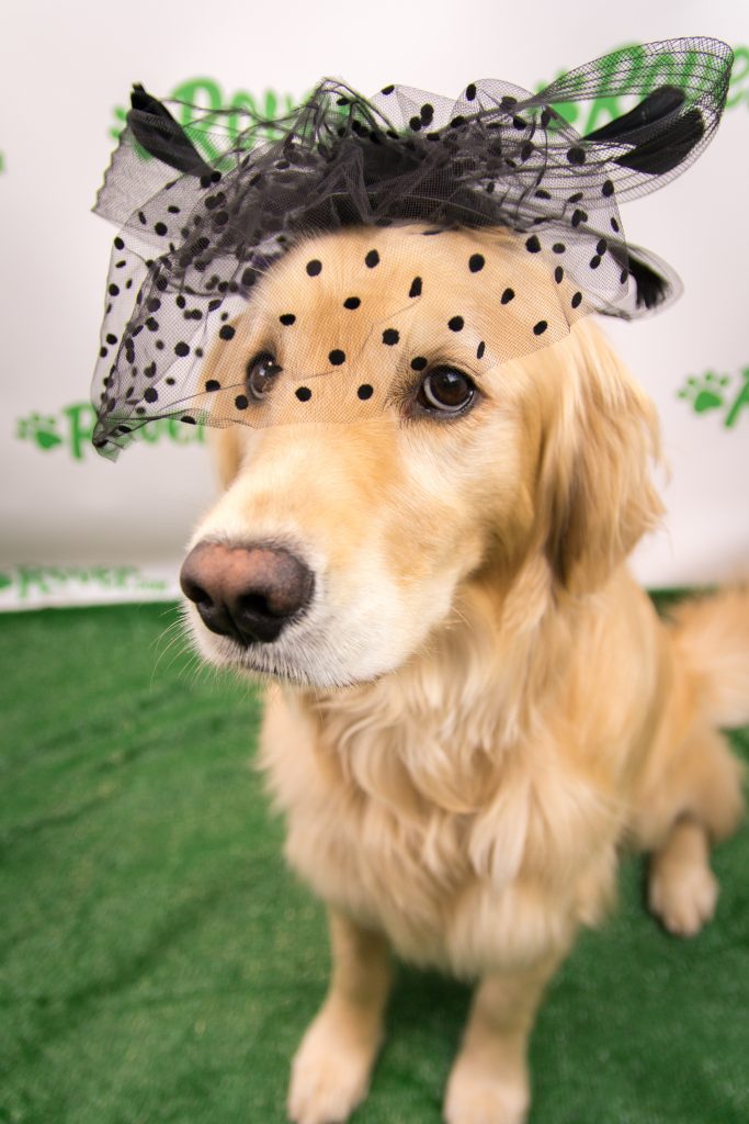 Kentucky Derby Dog Looks Rover's Pups Dress the Part