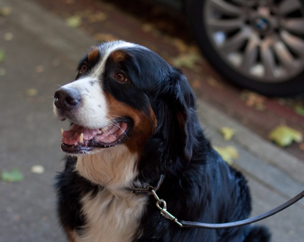 Rover Dog Walking Reviews Rover Dog Walking Reviews