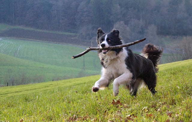 chien intelligent border collie en train de courir