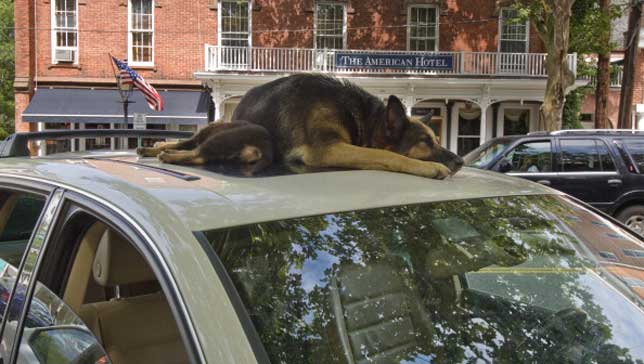 dog asleep on roof of car