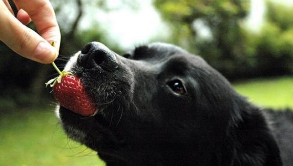 strawberries and dogs top 5 friendly seattle restaurants rover strawberries and dogs top 5 friendly seattle restaurants rover