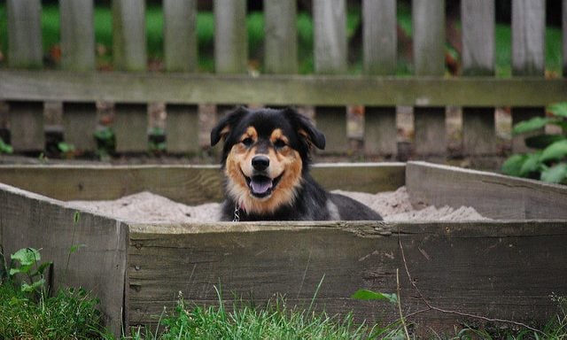 Dog peeking out of sandbox in yard