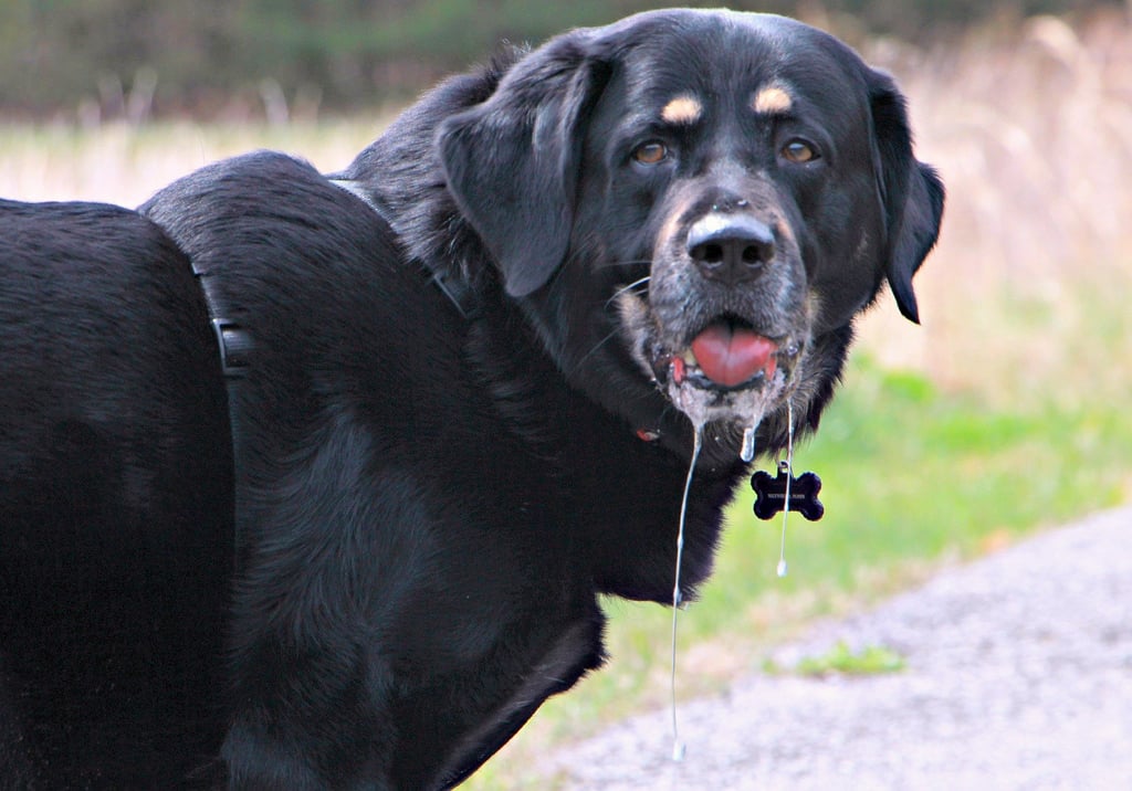 when do mastiffs start drooling