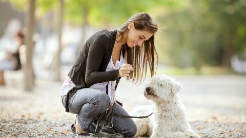 dog walker