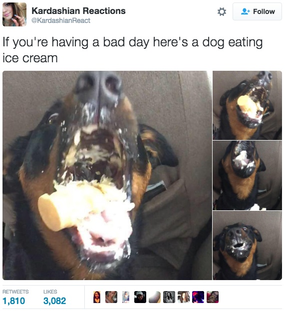 kardashian reactino dog eating ice cream