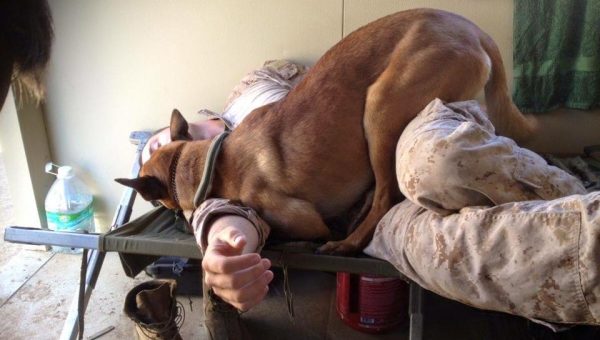 8 Ways to Say 'I Love You' in Dog Language