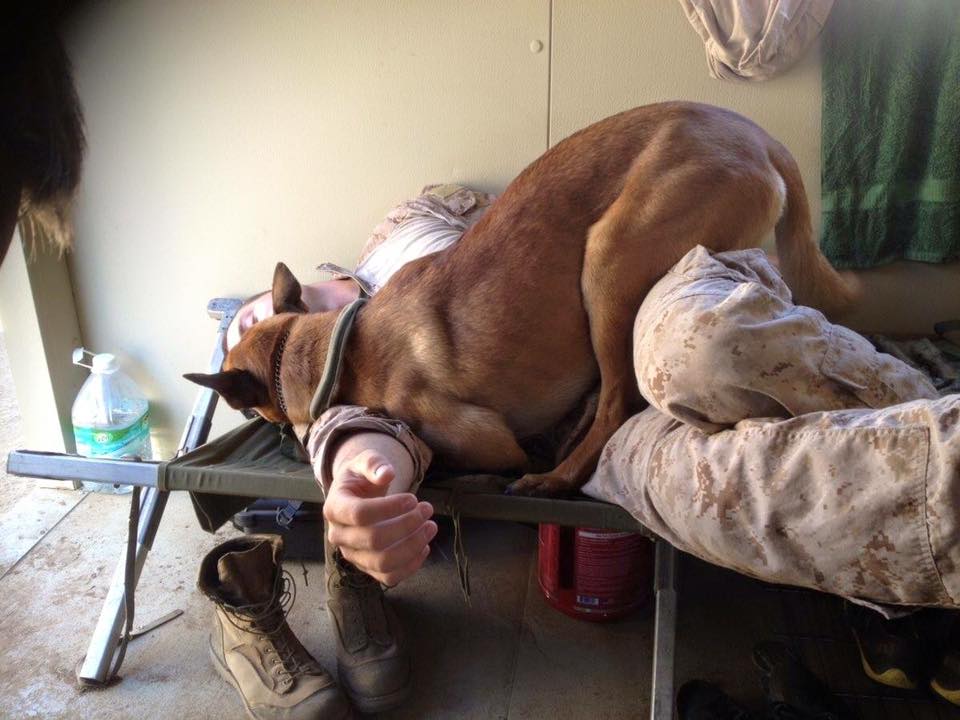 partners soldier dogs sleeping awkwardly