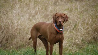 gaelic for golden dog