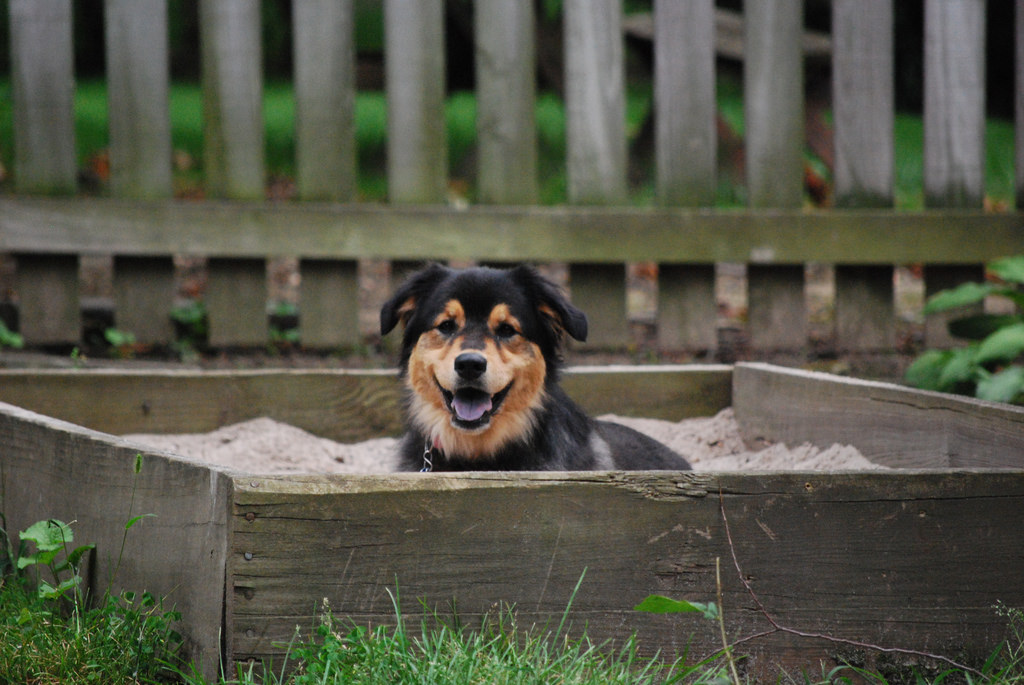 sandbox for dogs poop