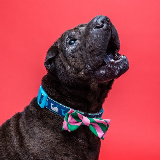 Why Dried Cranberries for Dogs Are a Safe Alternative to Raisins (plus