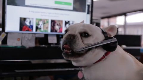 dog answering calls at Rover