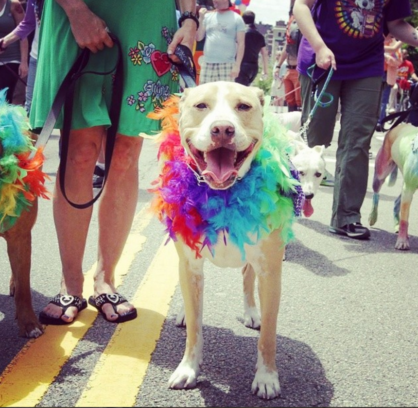 18 Rainbow Dogs Celebrating Pride Show That Love Always Wins The Dog