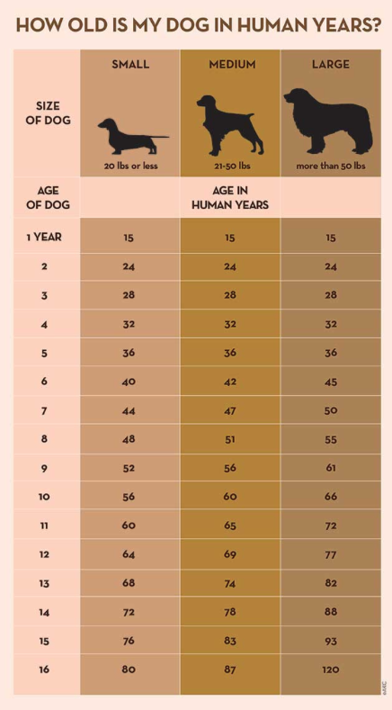 Dog Age Converter Chart