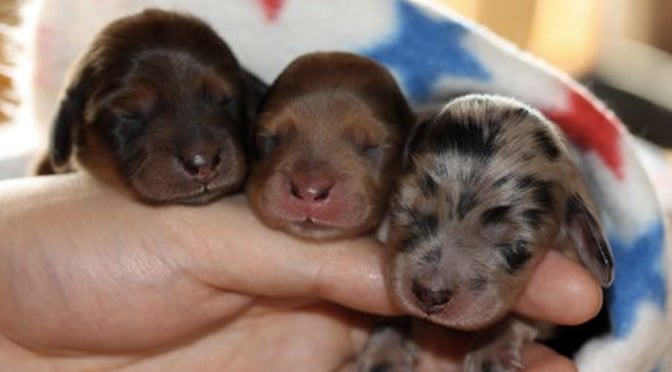 10 Newborn Puppies So Adorable They'll Make You Cry. (You've Been