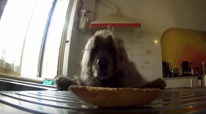 This Dog Really, Really Wants that Bread. Watch Him Finally Go for It! |  The Dog People by 