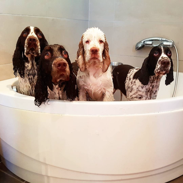 Why Do Dogs Go Crazy After A Bath, Why Did My Dog Get In The Bathtub
