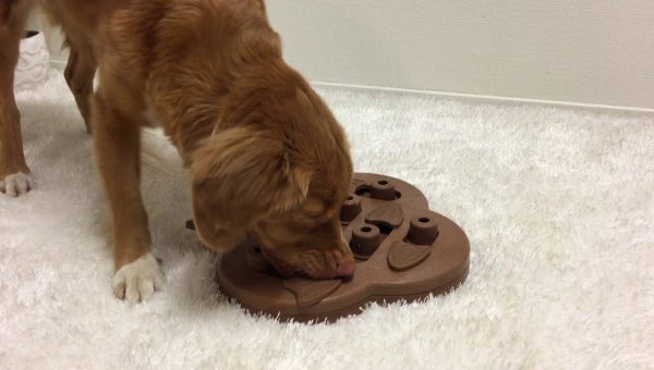 Best Dog Toys For Bored Dogs Best Dog Toys For Bored Dogs