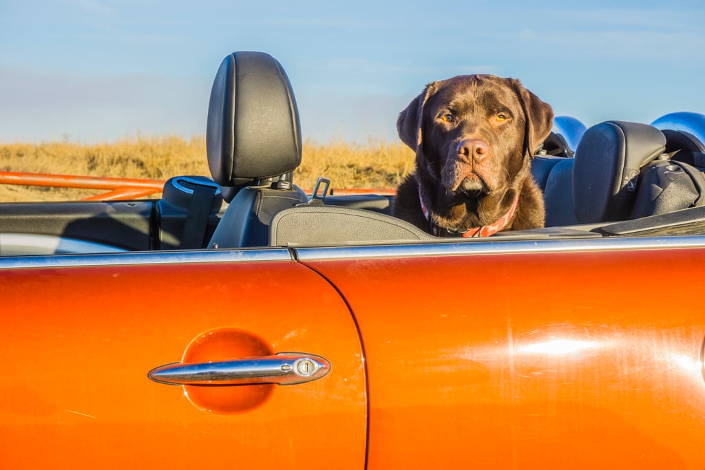 best road trip with dogs