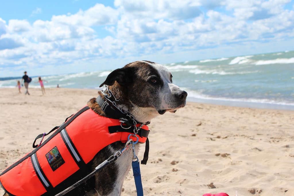 On the shores of Lake Michigan (via Instagram/FischerChicago)
