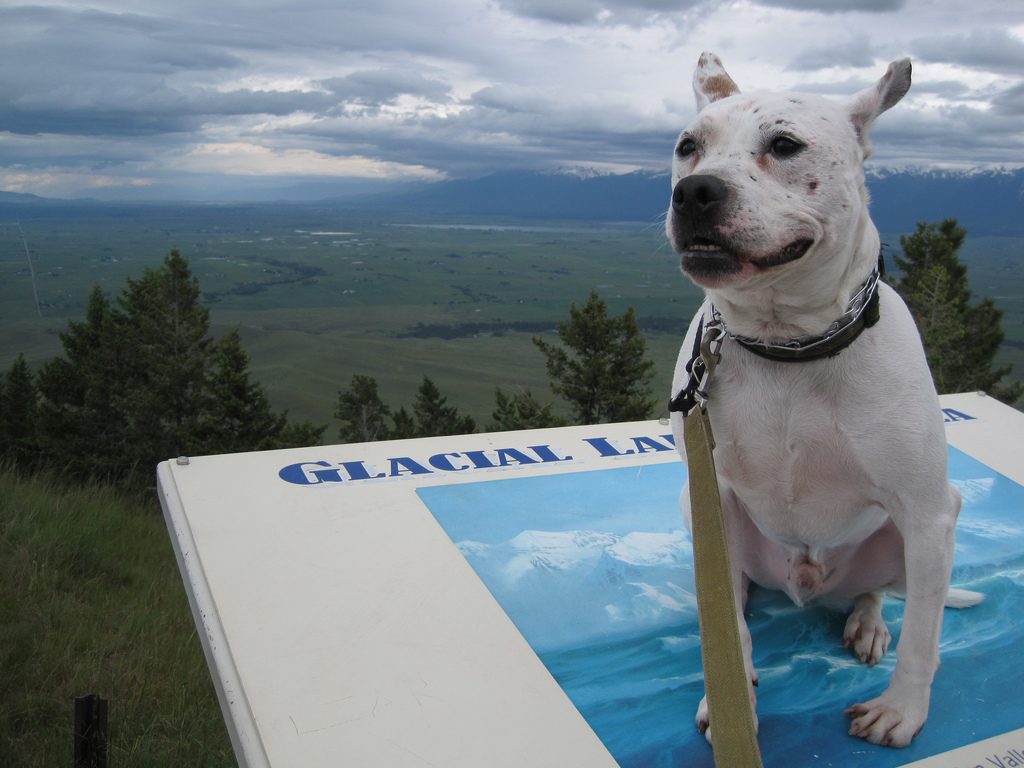The author's dog at the National Bison Range in Montana