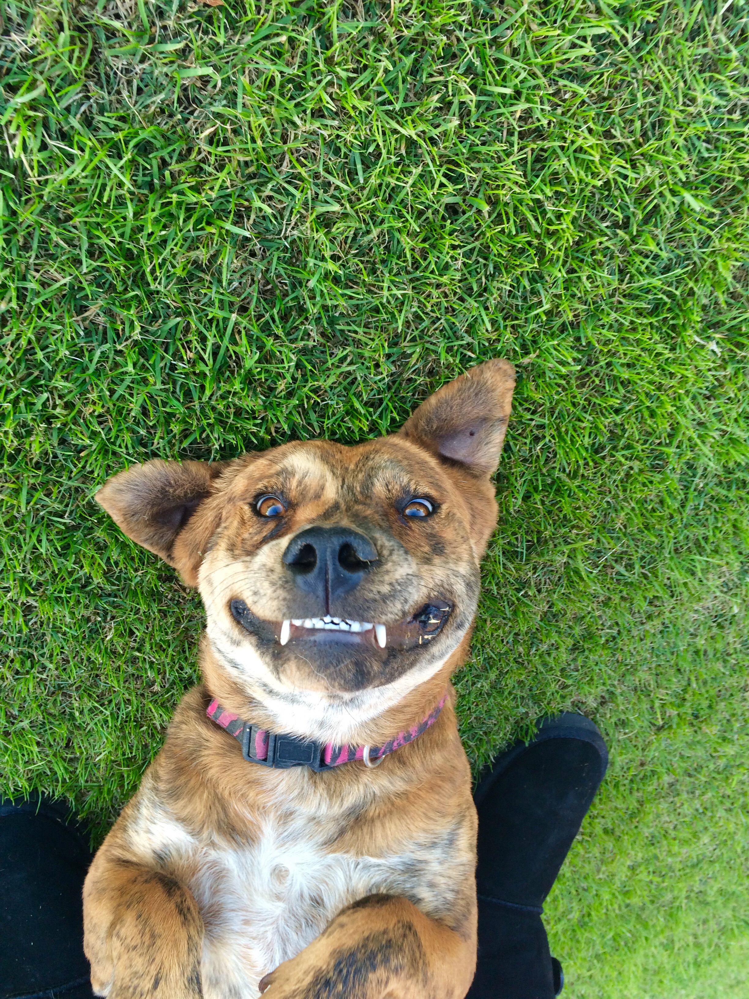 the best country dog names of 2019 with popularity the dog people