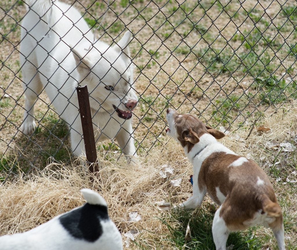 How to Stop the Fence Wars: 4 Tips for Dogs Barking at Each Other | The Dog  People by 