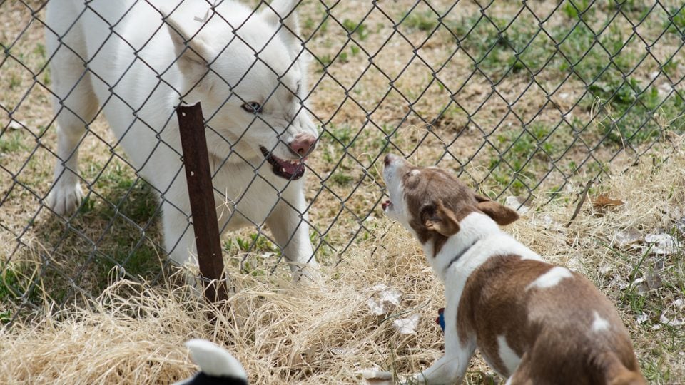 Neighbor'S Dog Barks And Jumps on Fence 