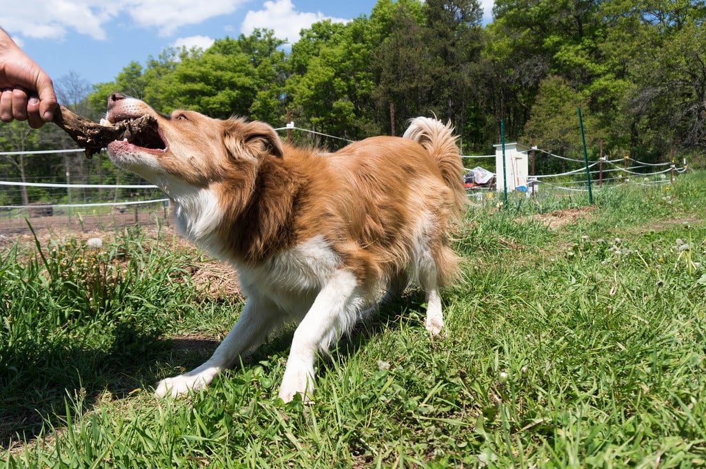 Stop Dog Barking And Running After Other People And Dogs Stop Dog Barking And Running After Other People And Dogs
