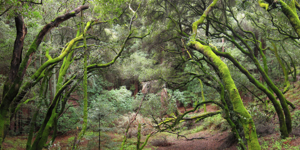 This oasis has 1,830 acres of mainly off-leash trails conveniently tucked in the Oakland Hills. Photo via Flickr.
