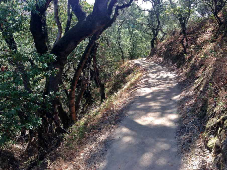 Dogs must stay on-leash on the scenic trails, but there is a huge off-leash area as well. Photo via Flickr.