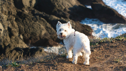 dog-friendly hikes in san francisco marin coastal trail