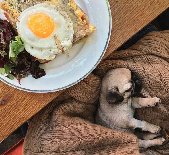 Pet Friendly Restaurants Near Me Breakfast Knocked Up Vlog Photogallery