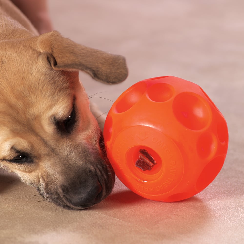 Help! My Dog Eats Too Fast!