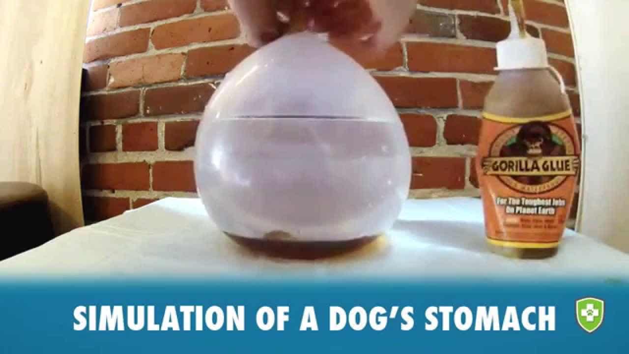 6 Dogs That Ate Crazy Stuff (Like Gorilla Glue)—and Lived! The Dog