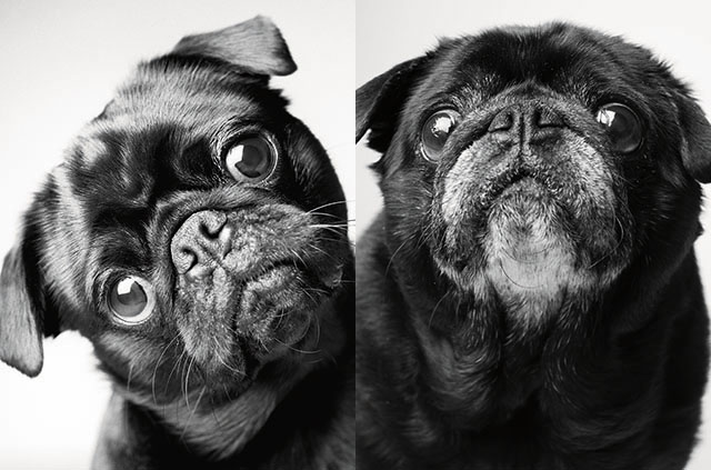 pug in black and white puppy to senior dog