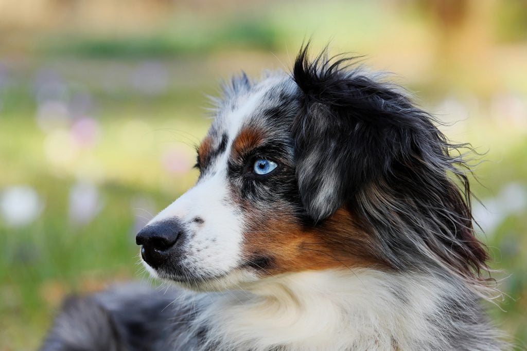 Best Dog Food for Australian Shepherds Top Food for Your