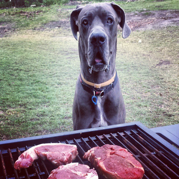 BBQ for dogs great dane watching the grill
