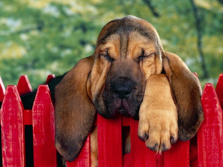 Source stinkiest dog breed bloodhound