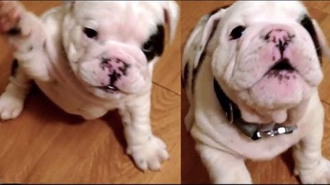 bulldog puppy temper tantrum