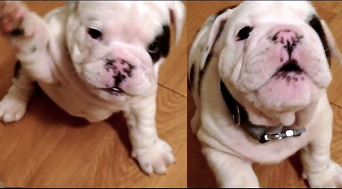 5 Ridiculously Cute Puppy Tantrums Caught on Video The